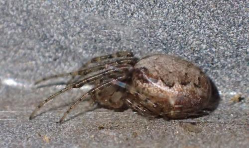 Zygiella x-notata